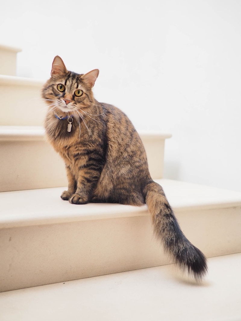 猫咪的治愈日常：让人会心一笑的瞬间