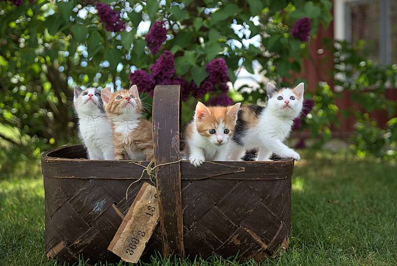 她领养了一只失明的猫咪
